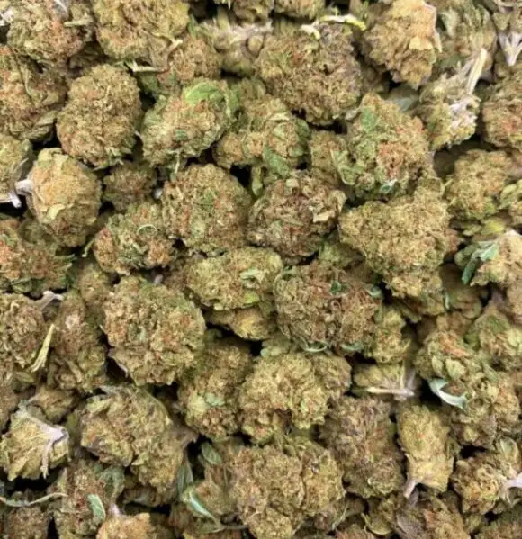 Small Bud Amnez fleur de CBD