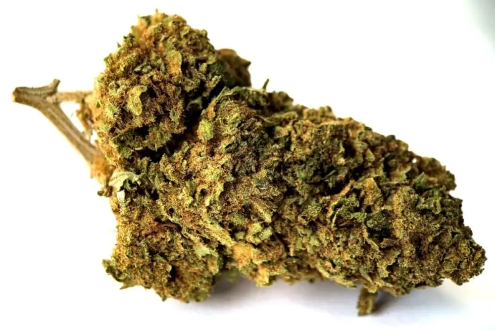 big skunk fleurs de cbd