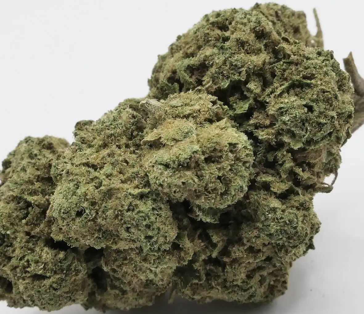 northern light fleur de cbd