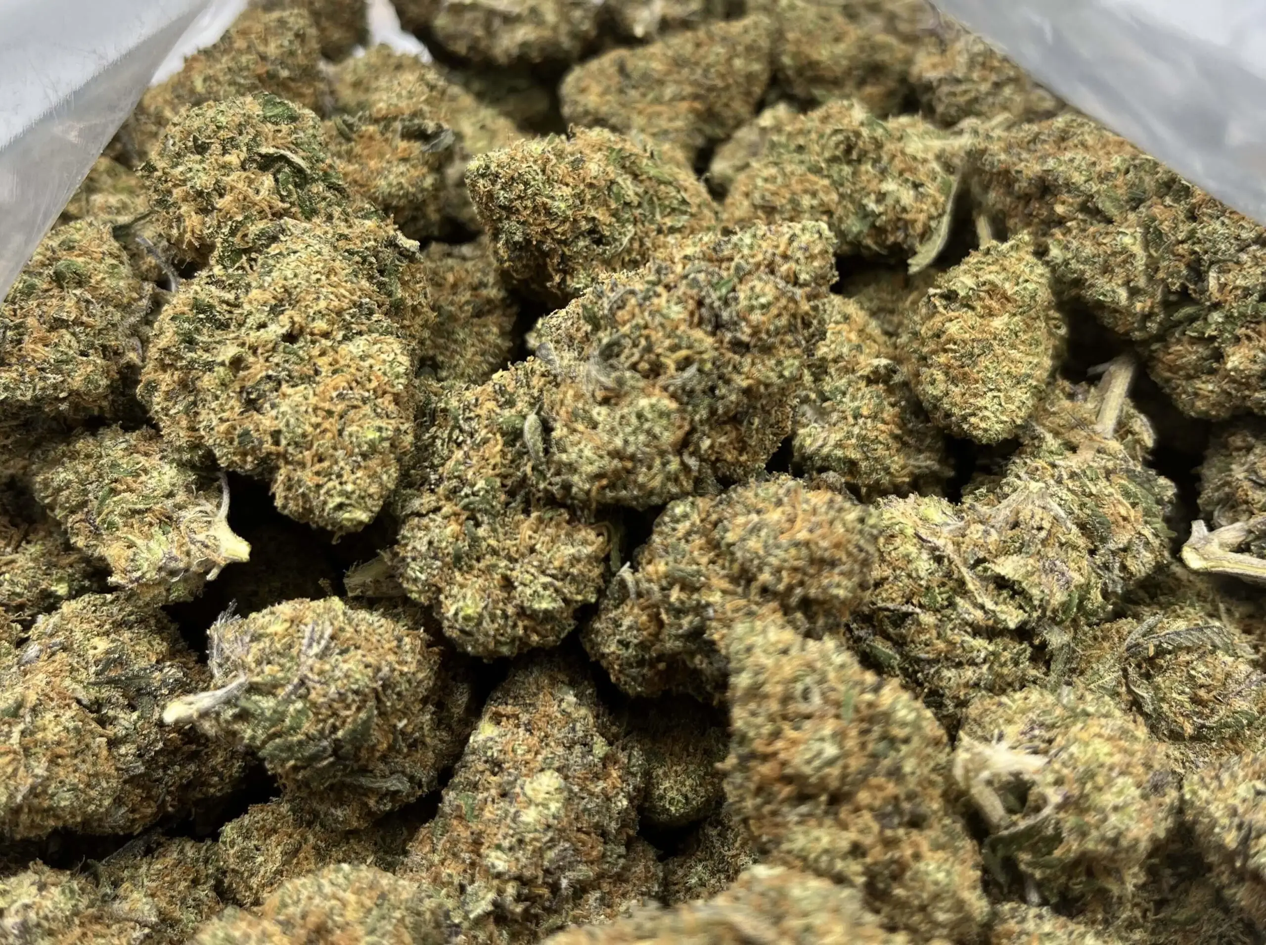 Blueberry Kush fleurs hydroponiques