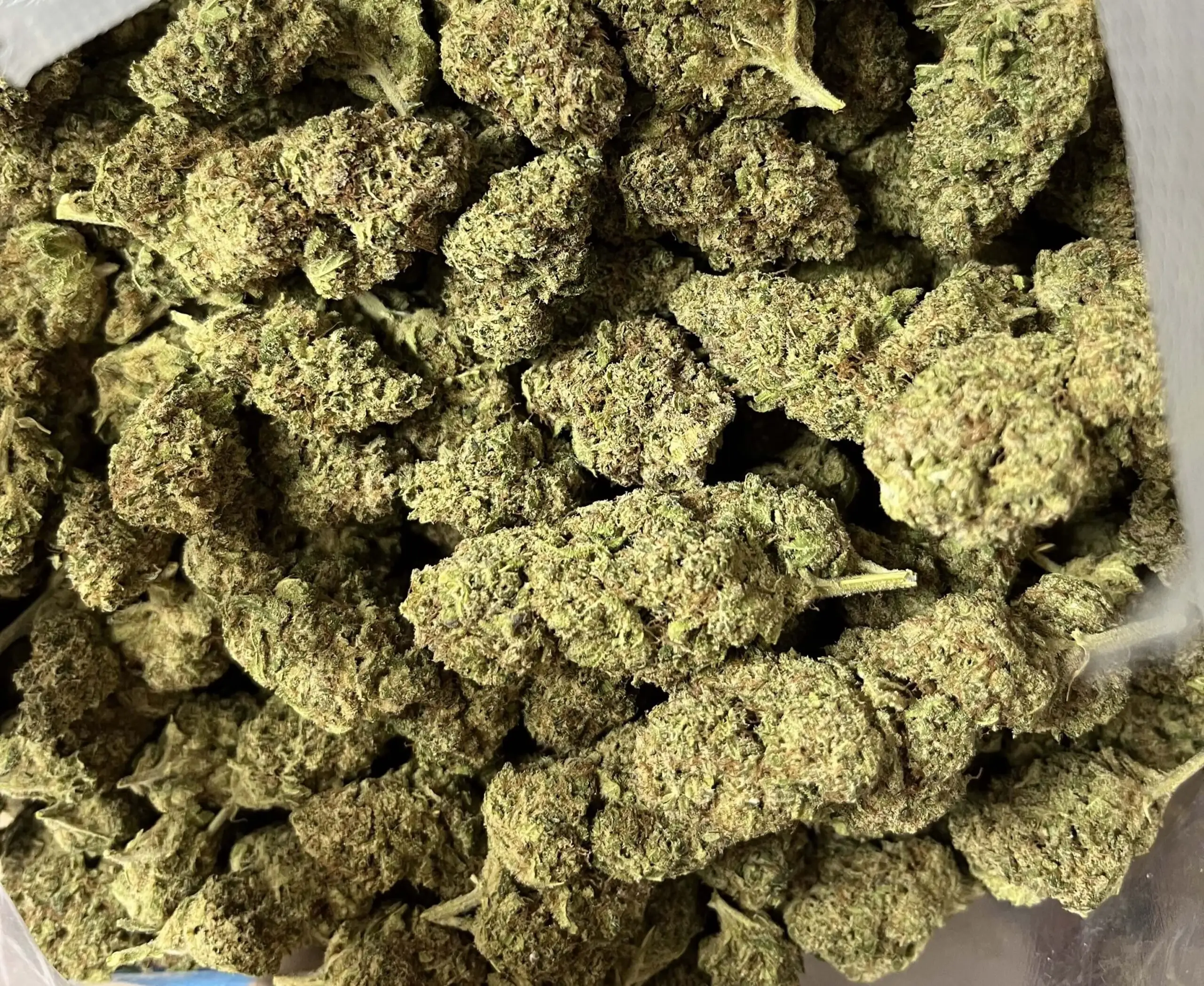 Queen Cali Haze hydroponics bag