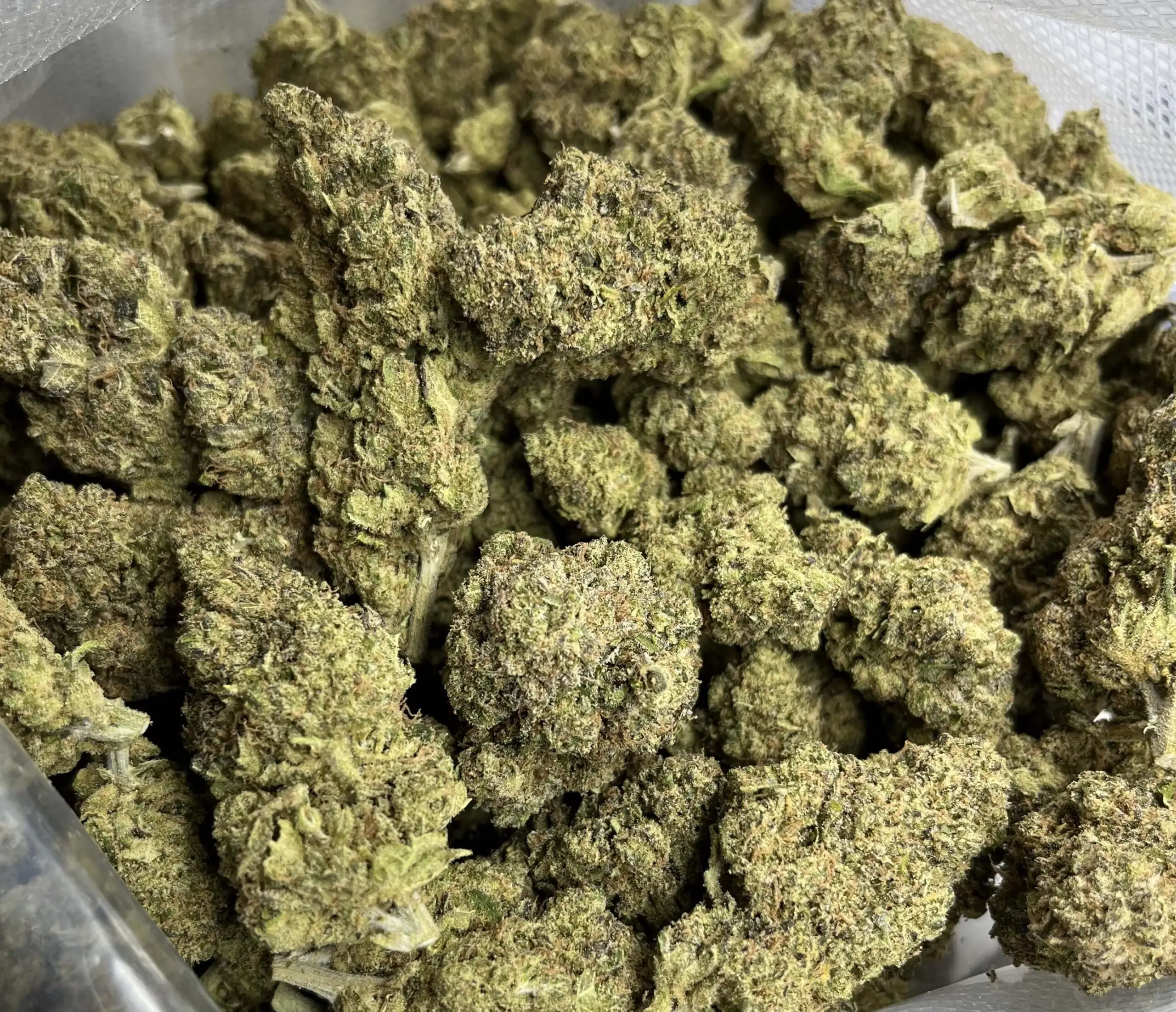 Skywalker OG flores hidropónicas