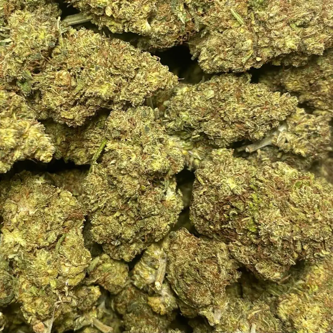 PINK PANTHER