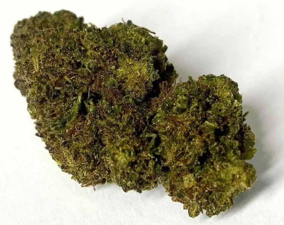 GIRLS SCOOT COOKIE