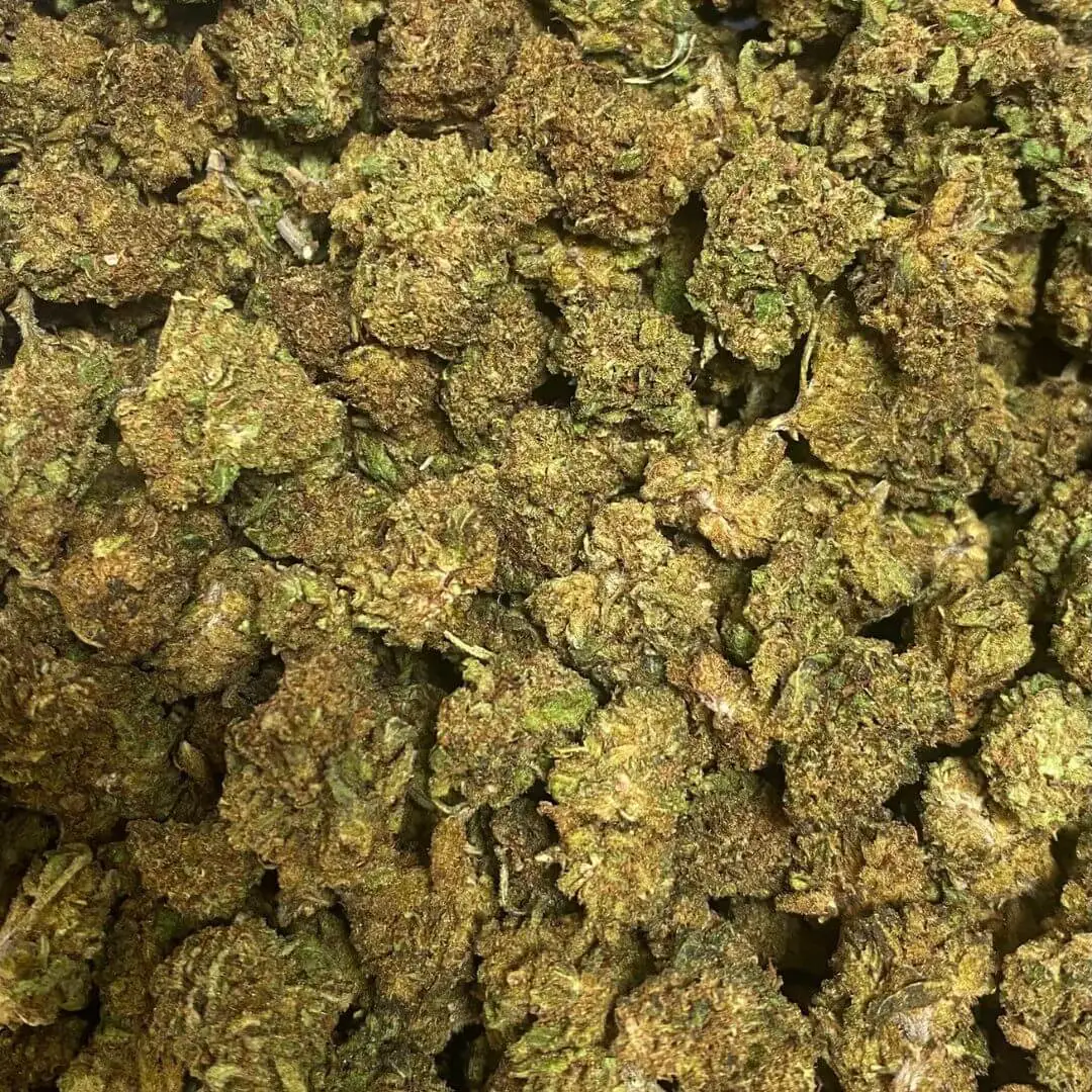 small master kush
