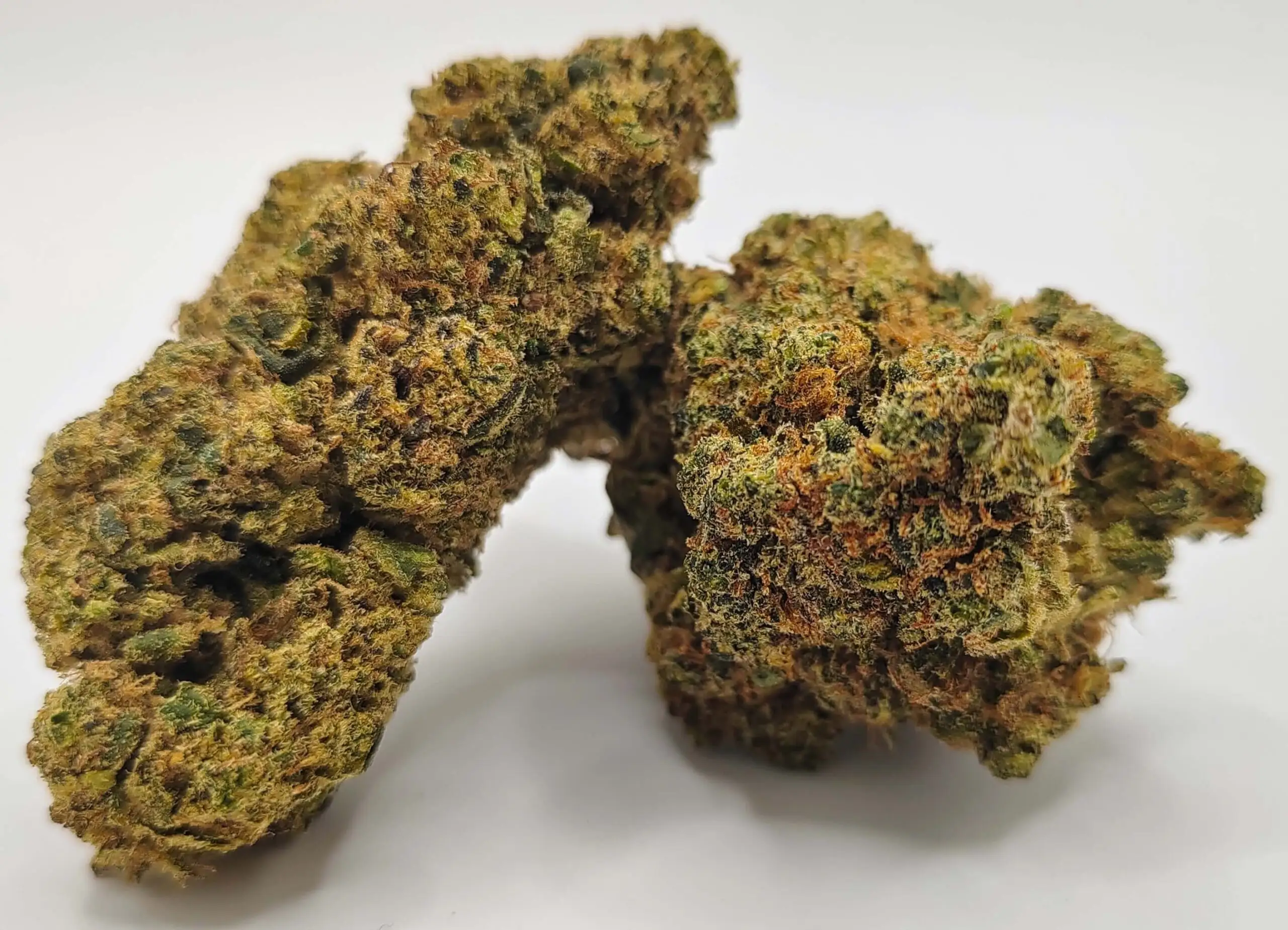 californien haze fleurs cbdp