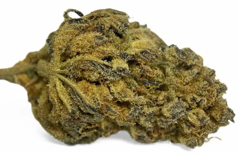 PURPLE ORANGE