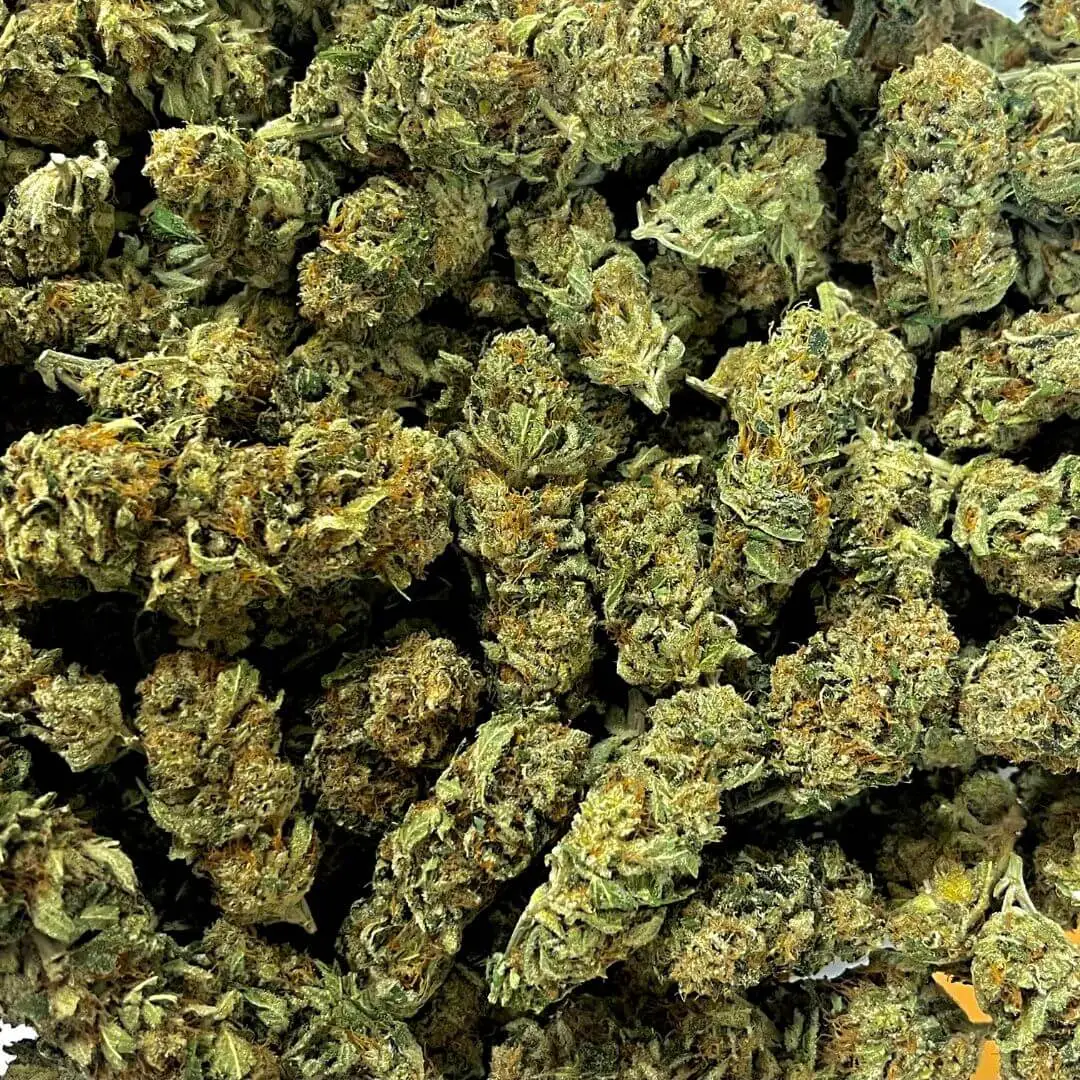 original gorilla (1) original gorilla