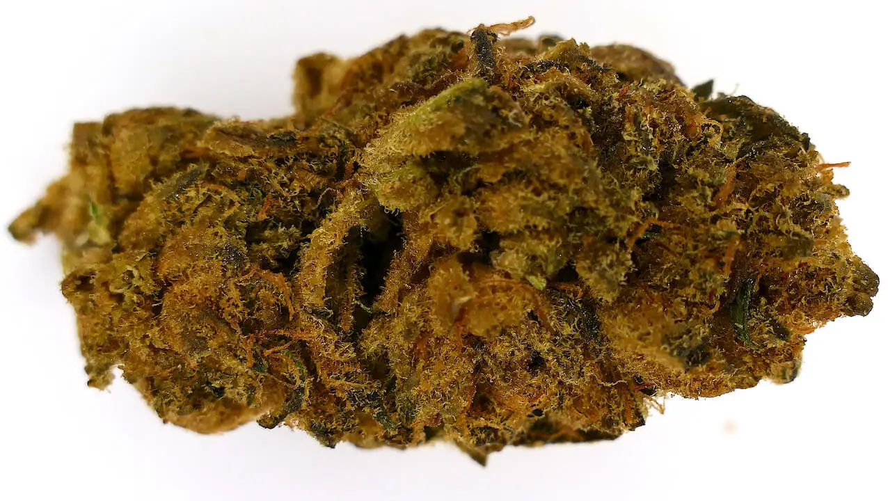 gorilla gas gorilla gas fleur thm