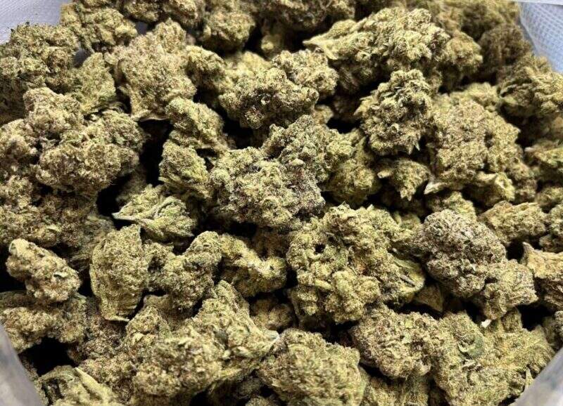 Cotton Candy Kush fleurs hydroponiques