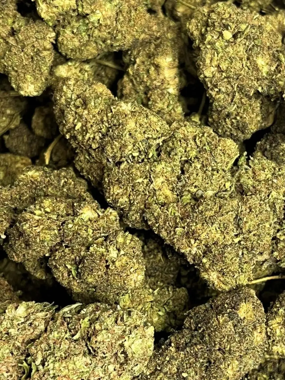 Galactic Glue Galactic glue fleurs hhcpo