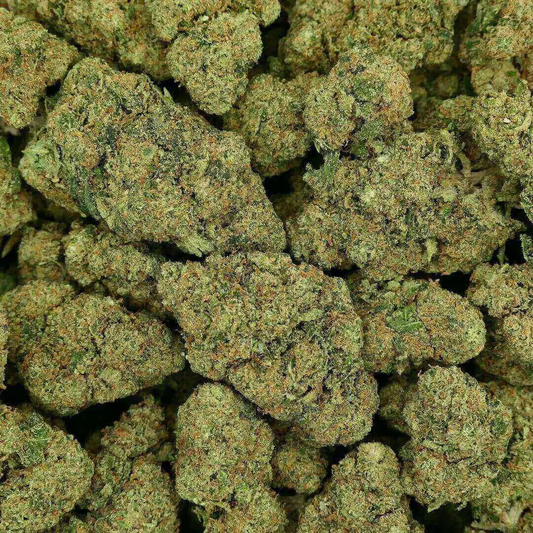 CALI 47 - FLEUR - HYDRO