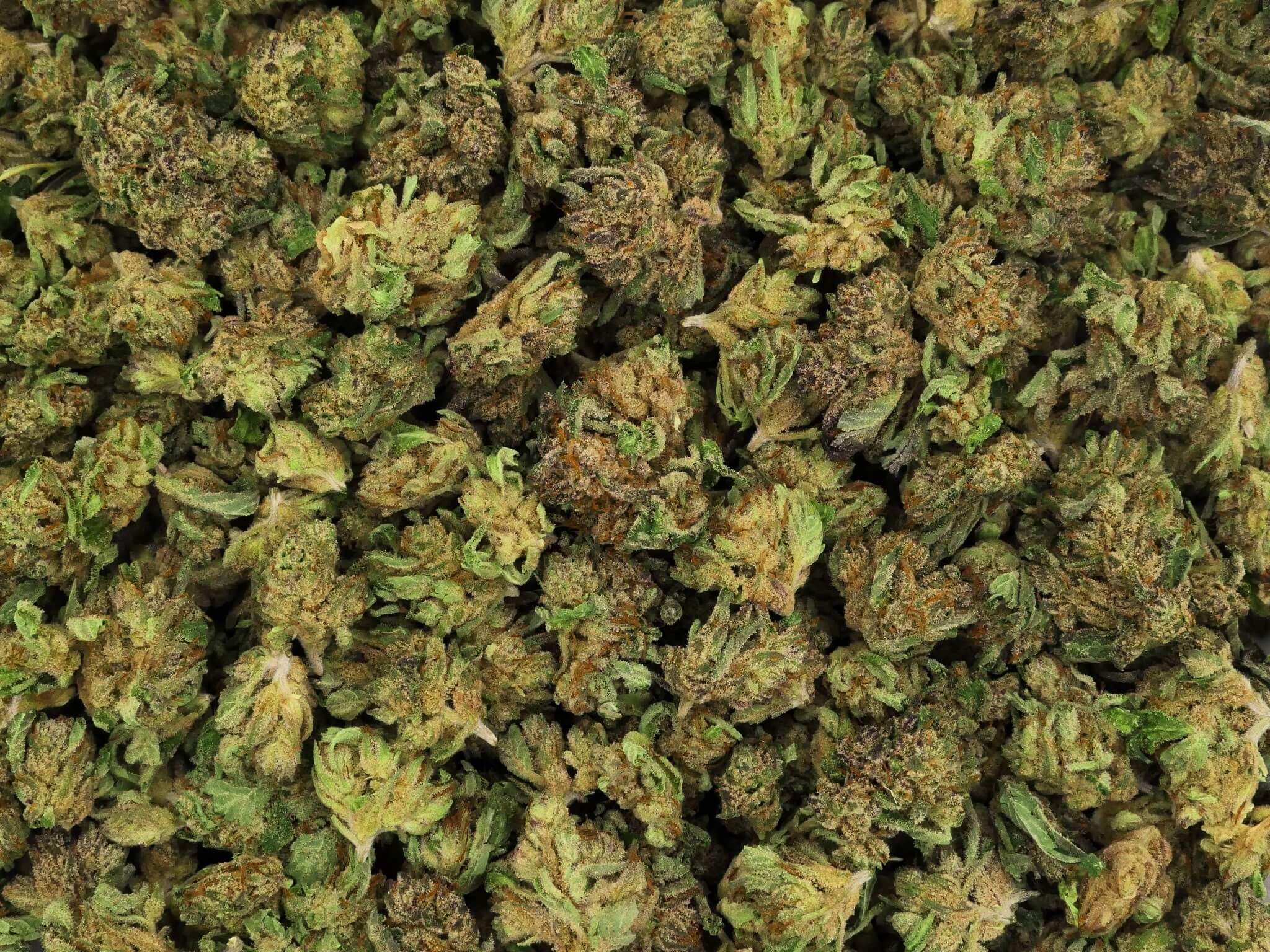 CHEESE FLEUR DE CBD