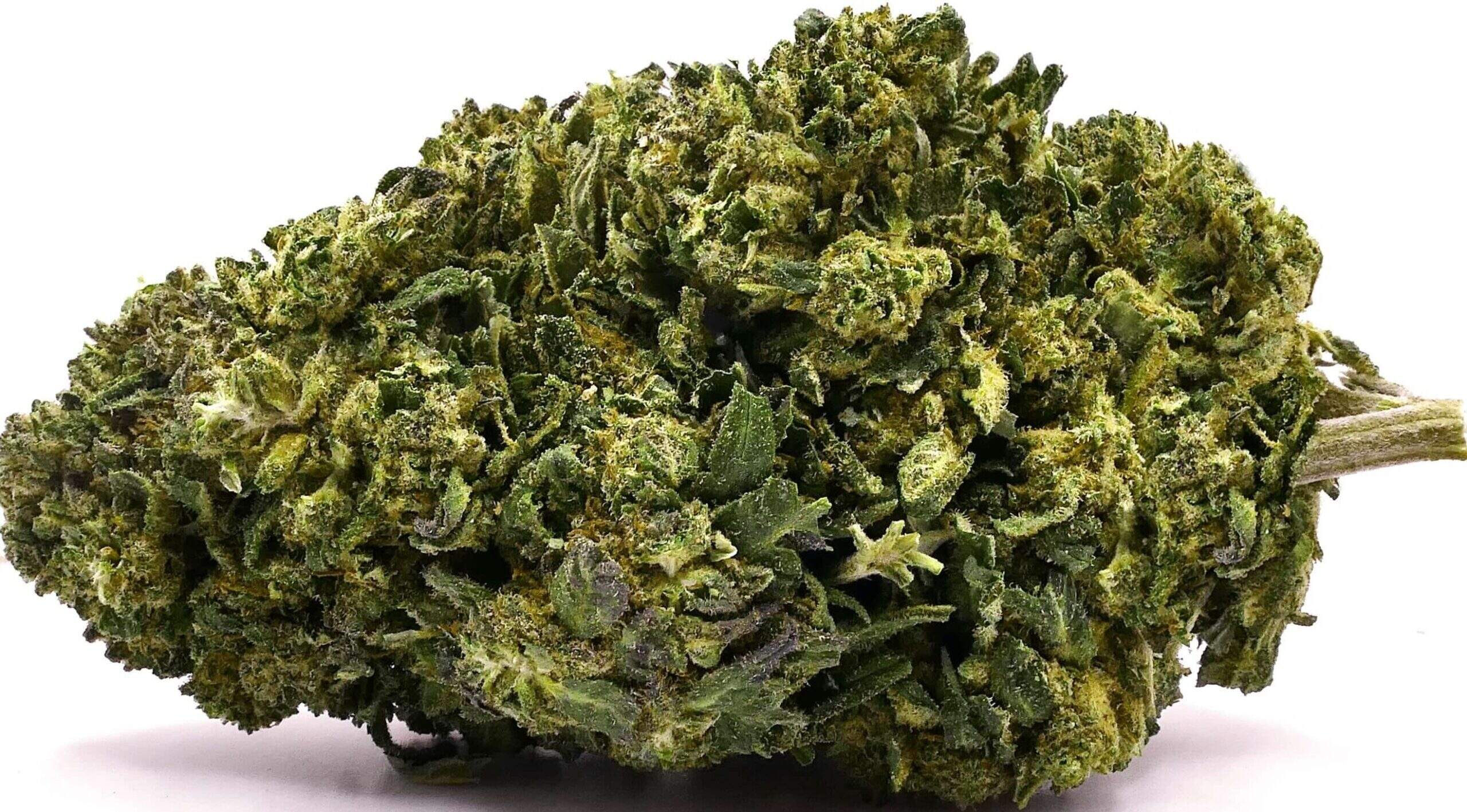 GELATO FLEUR DE CBD