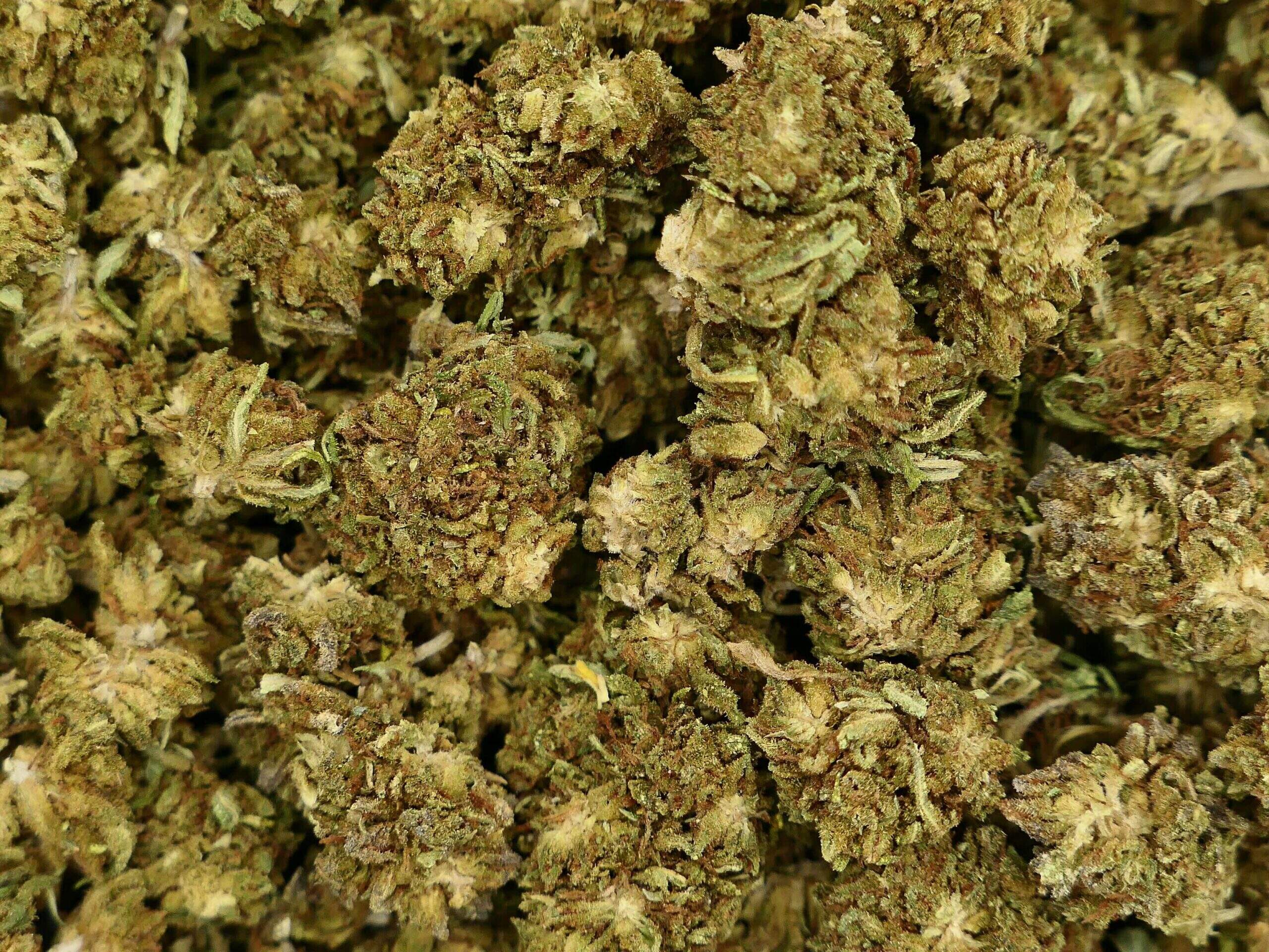 WHITE WIDOW V3 FLEUR DE CBD