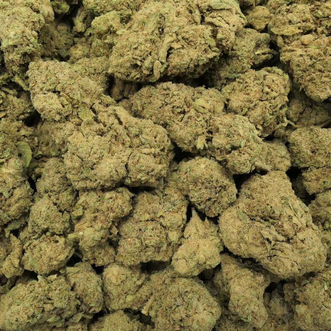 TERMINATOR FIORE - THCN