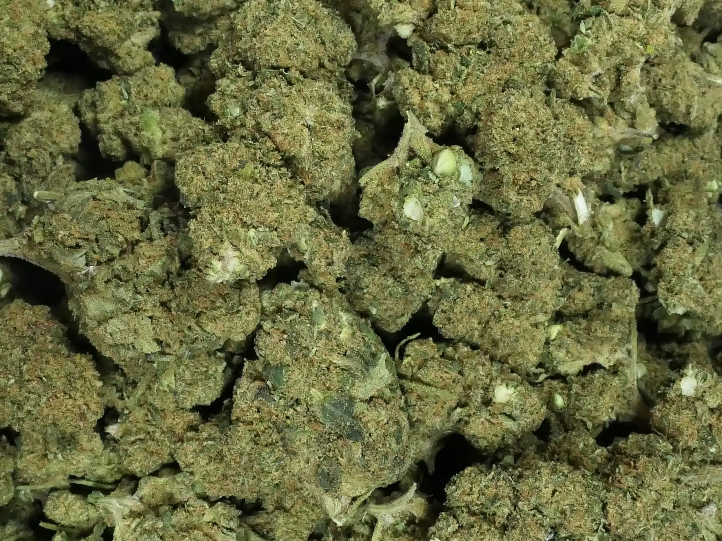 SEED WEED SEED WEED FLEUR DE CBD