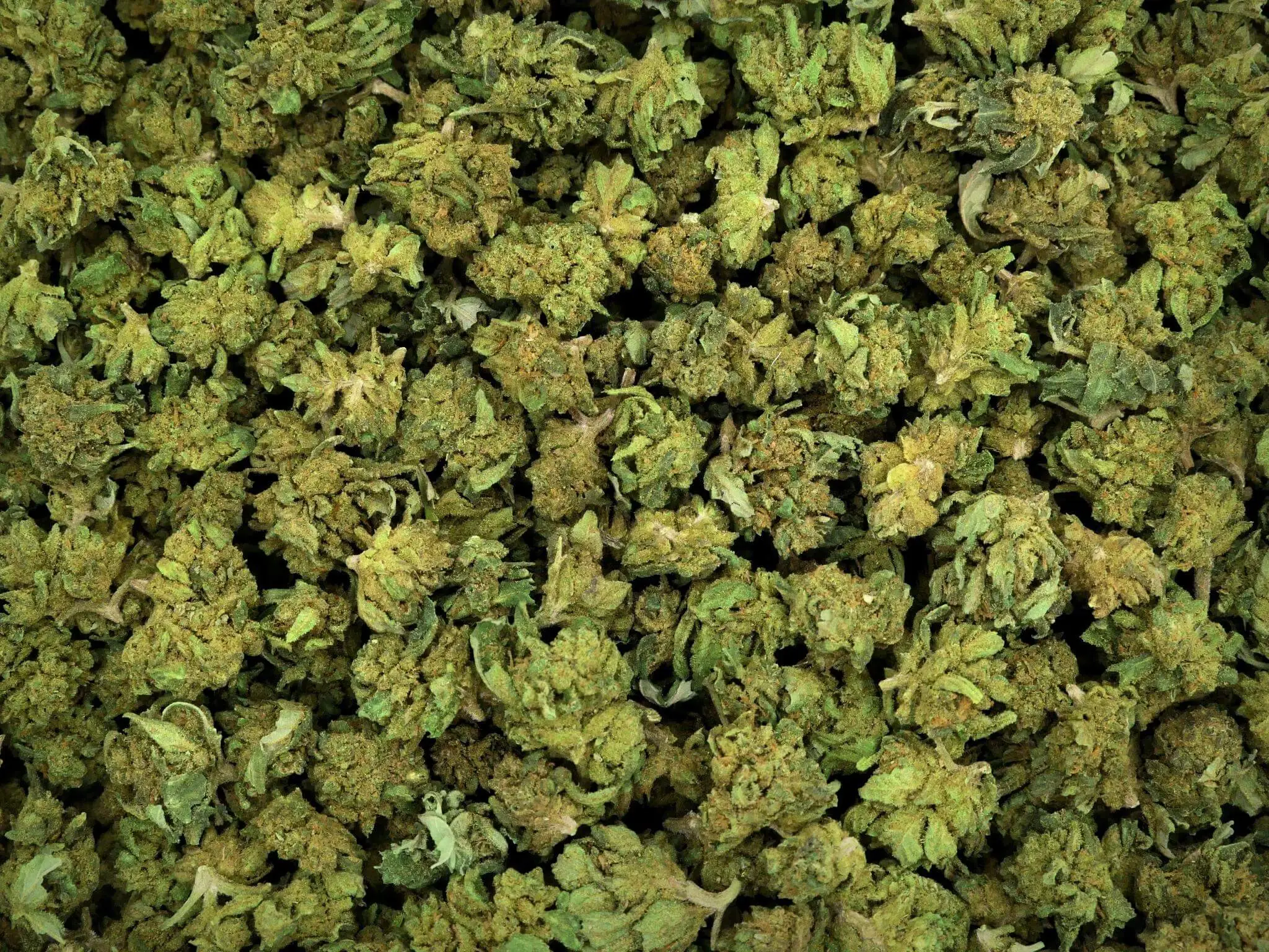 SMALL BUD EMERALD JACK FLEUR DE CBD