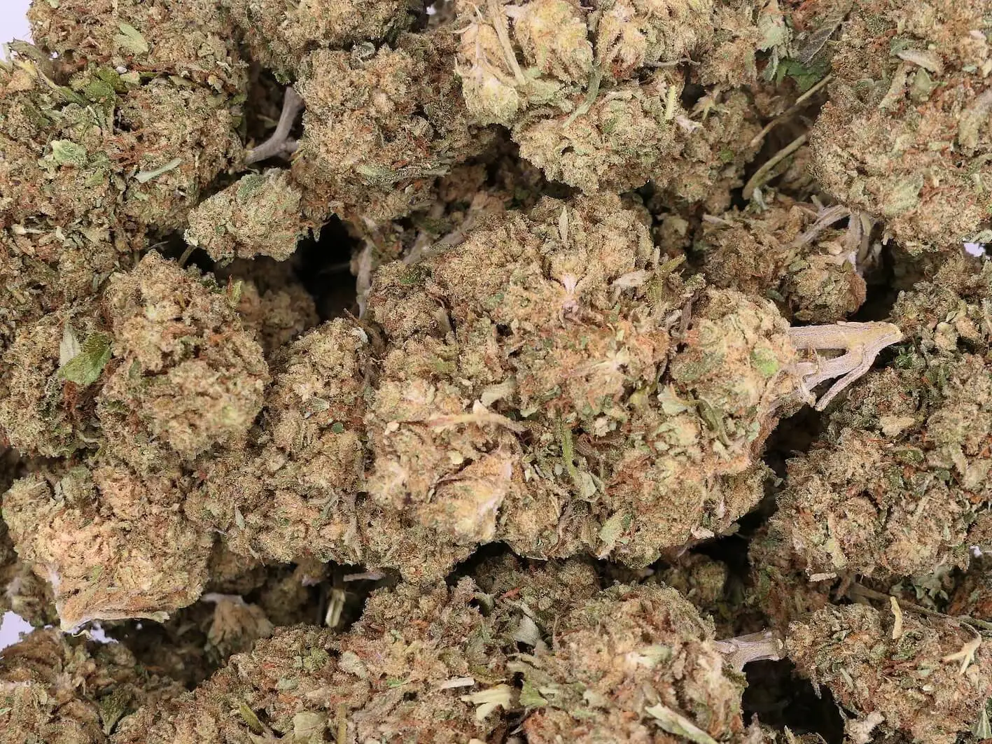 cheese big buddha cheese