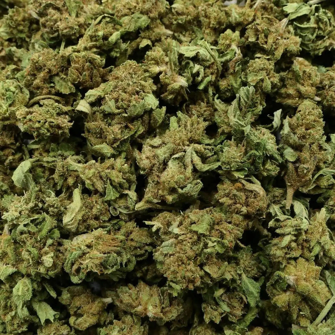 Small bud jack herrer - FLEUR CBD Small bud jack herrer - FLEUR CBD