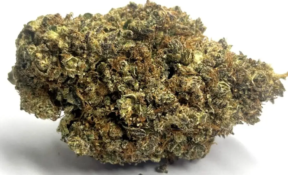 namek Namek fleurs THCV