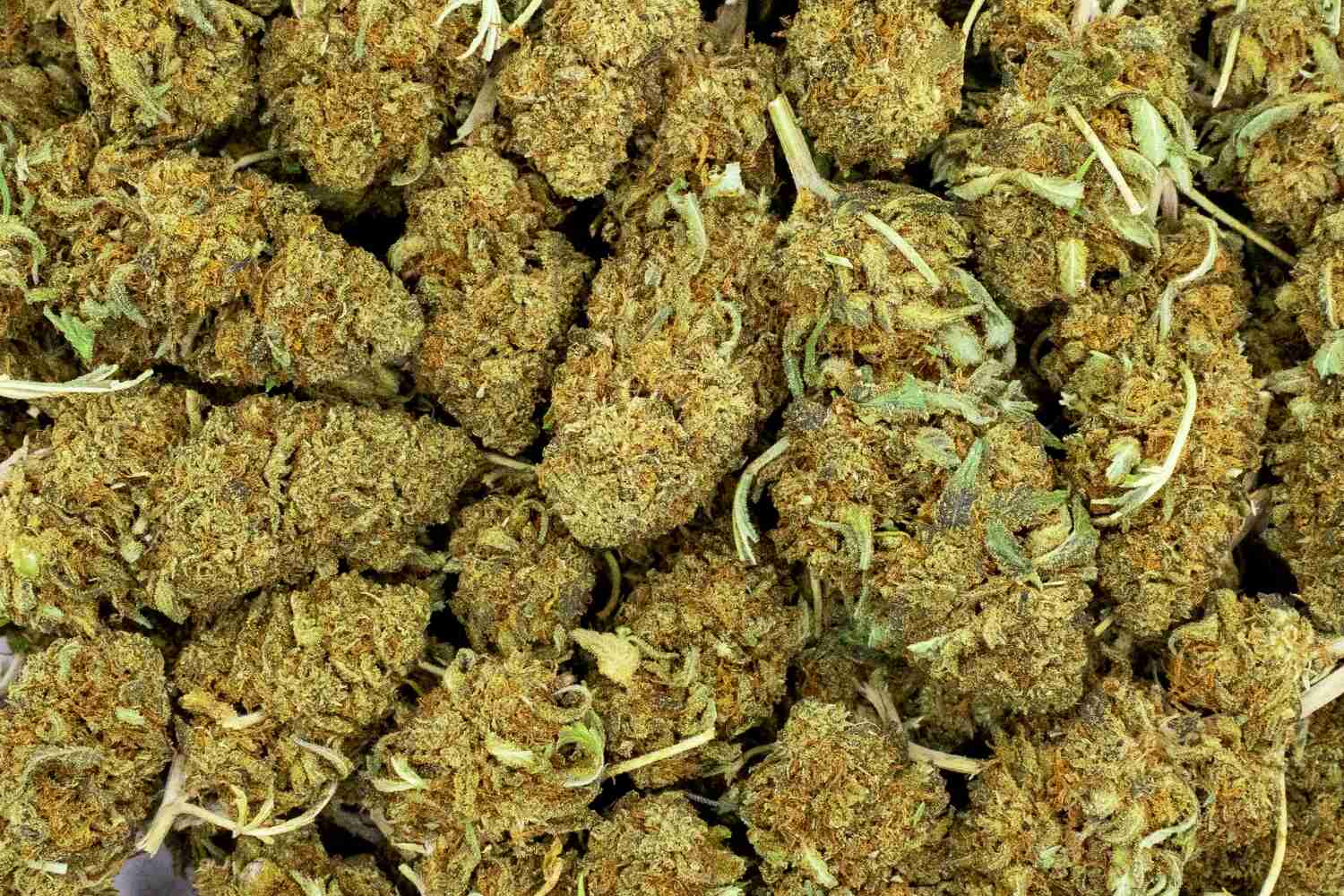 White rhino