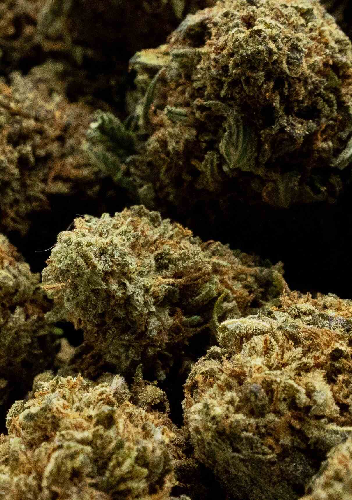 White rhino buds