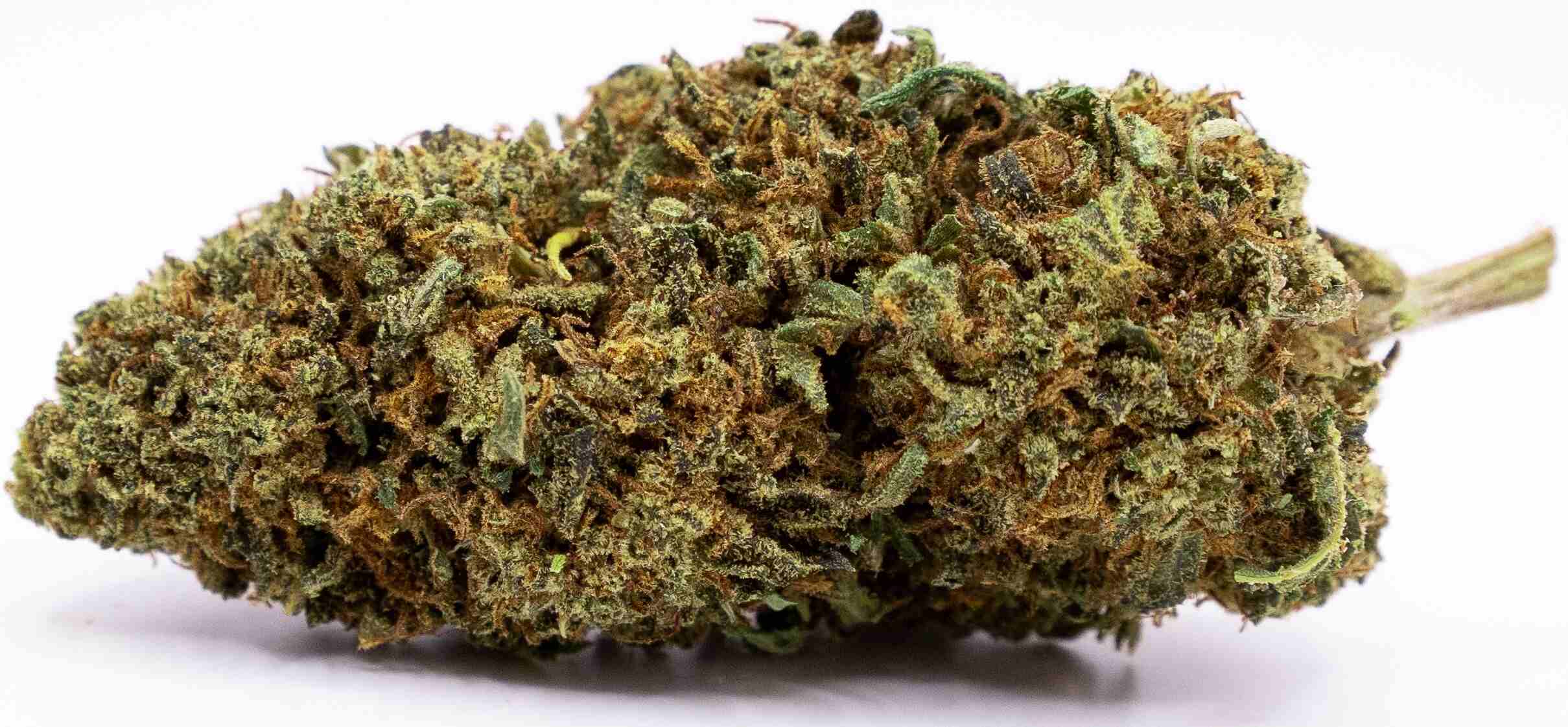 knop white rhino