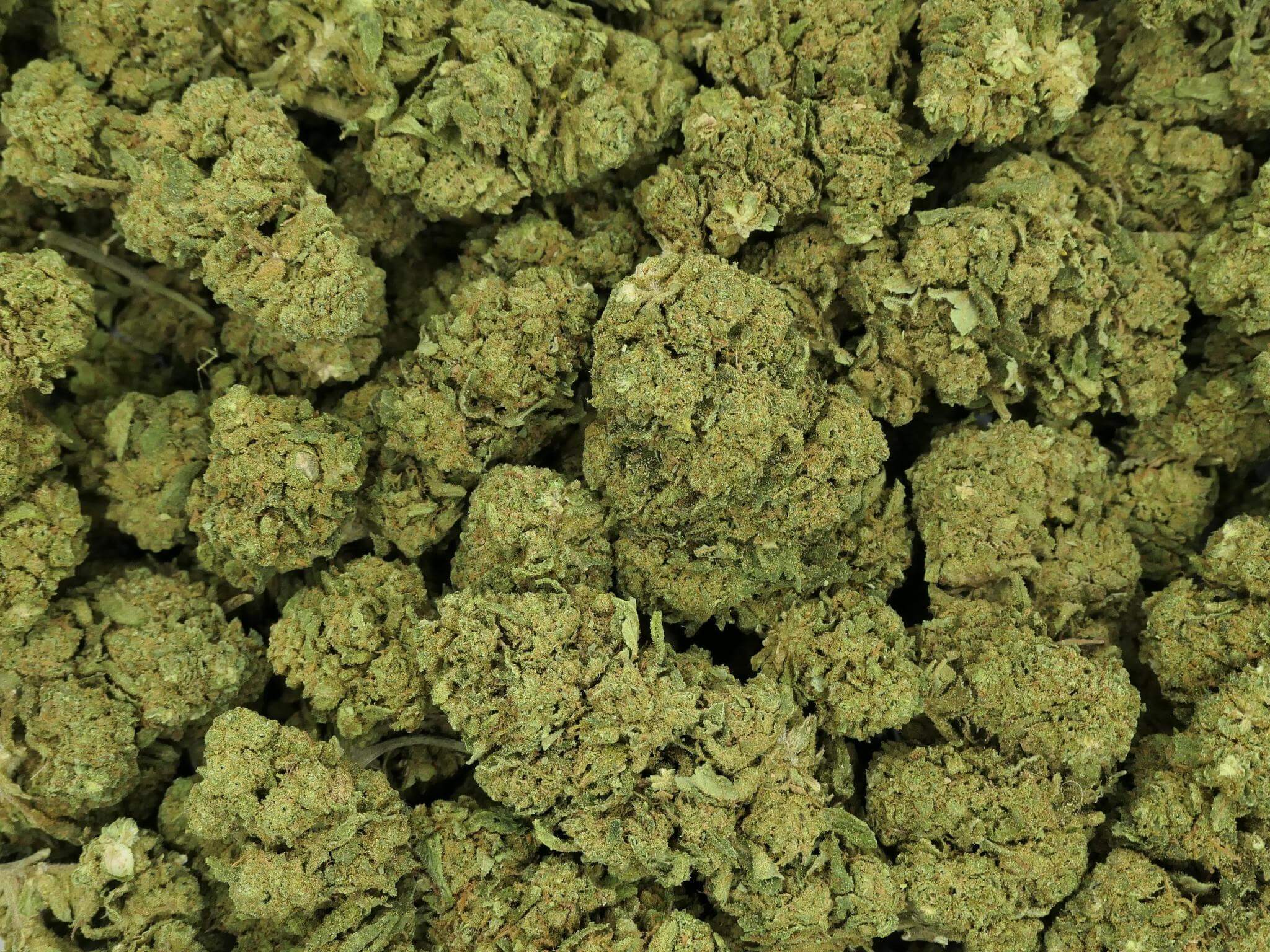 FLOR DE CBD GREEN KUSH