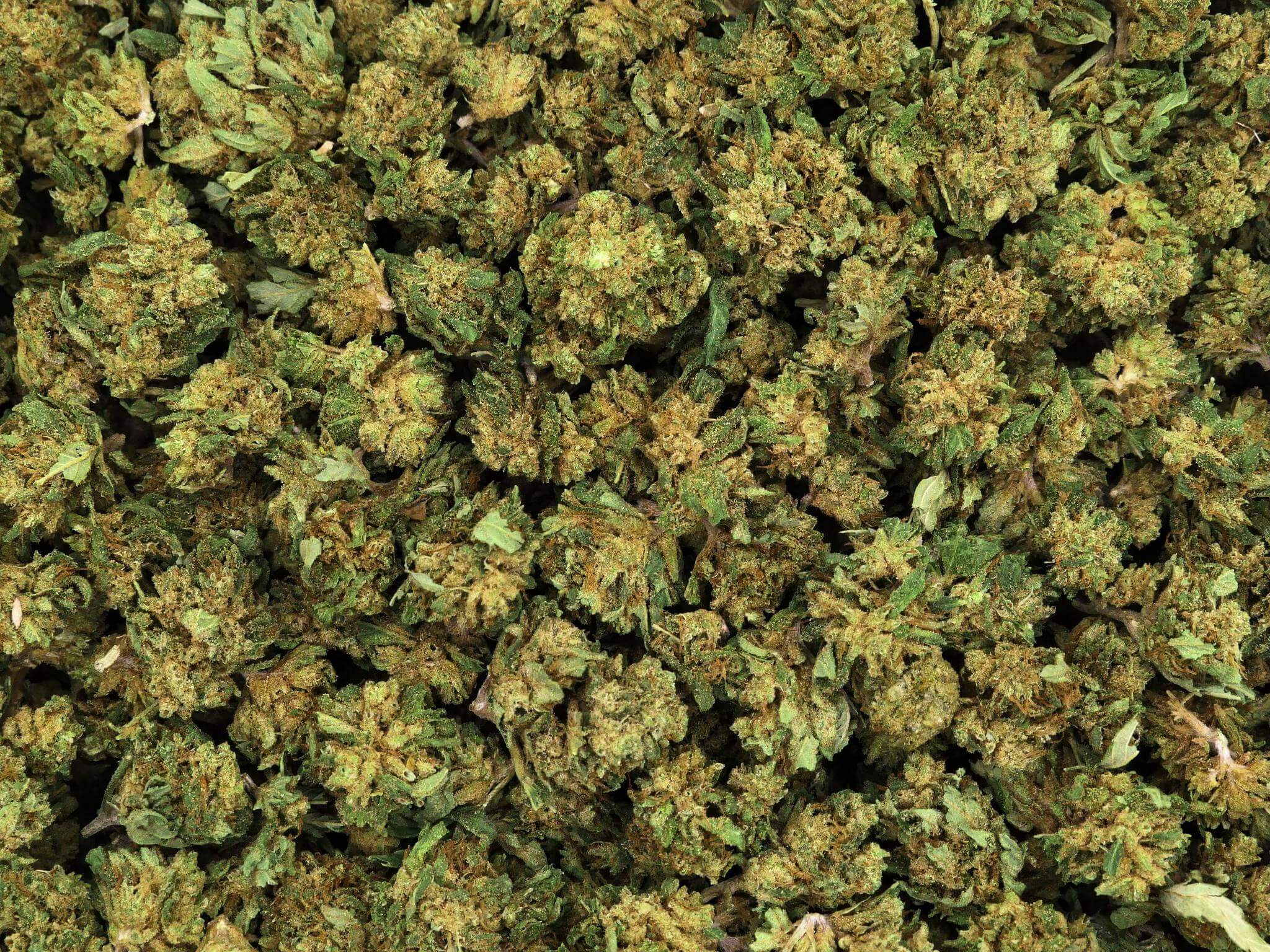 Flor de CBD SMALL BUD SHIVA HAZE