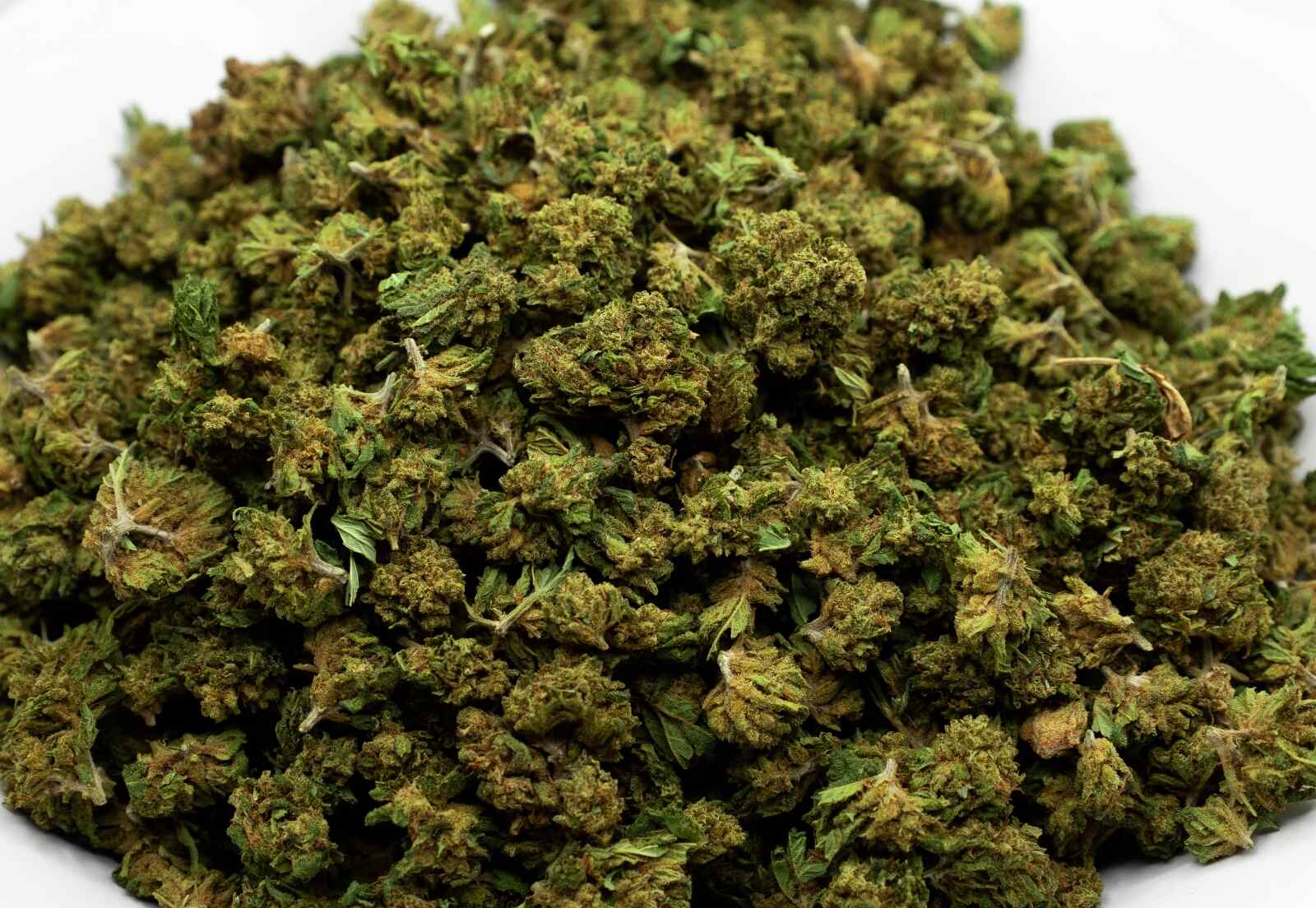 buds Small bud shiva haze