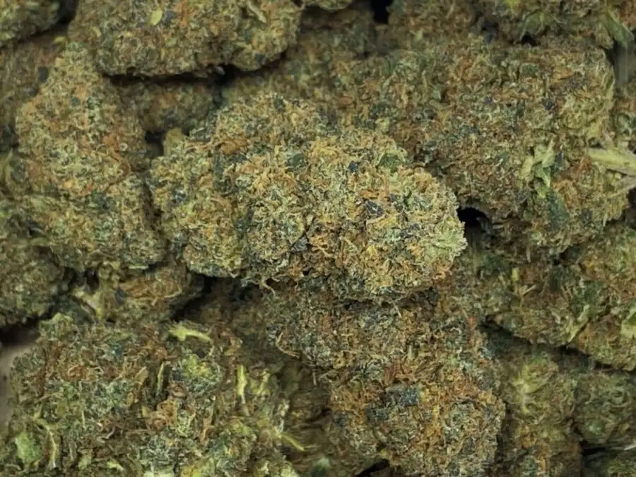 Area 51 fleurs de HHCPO