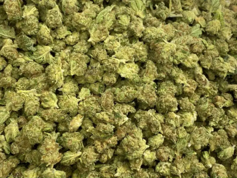 ACAPULCO SMALL BUD CBD