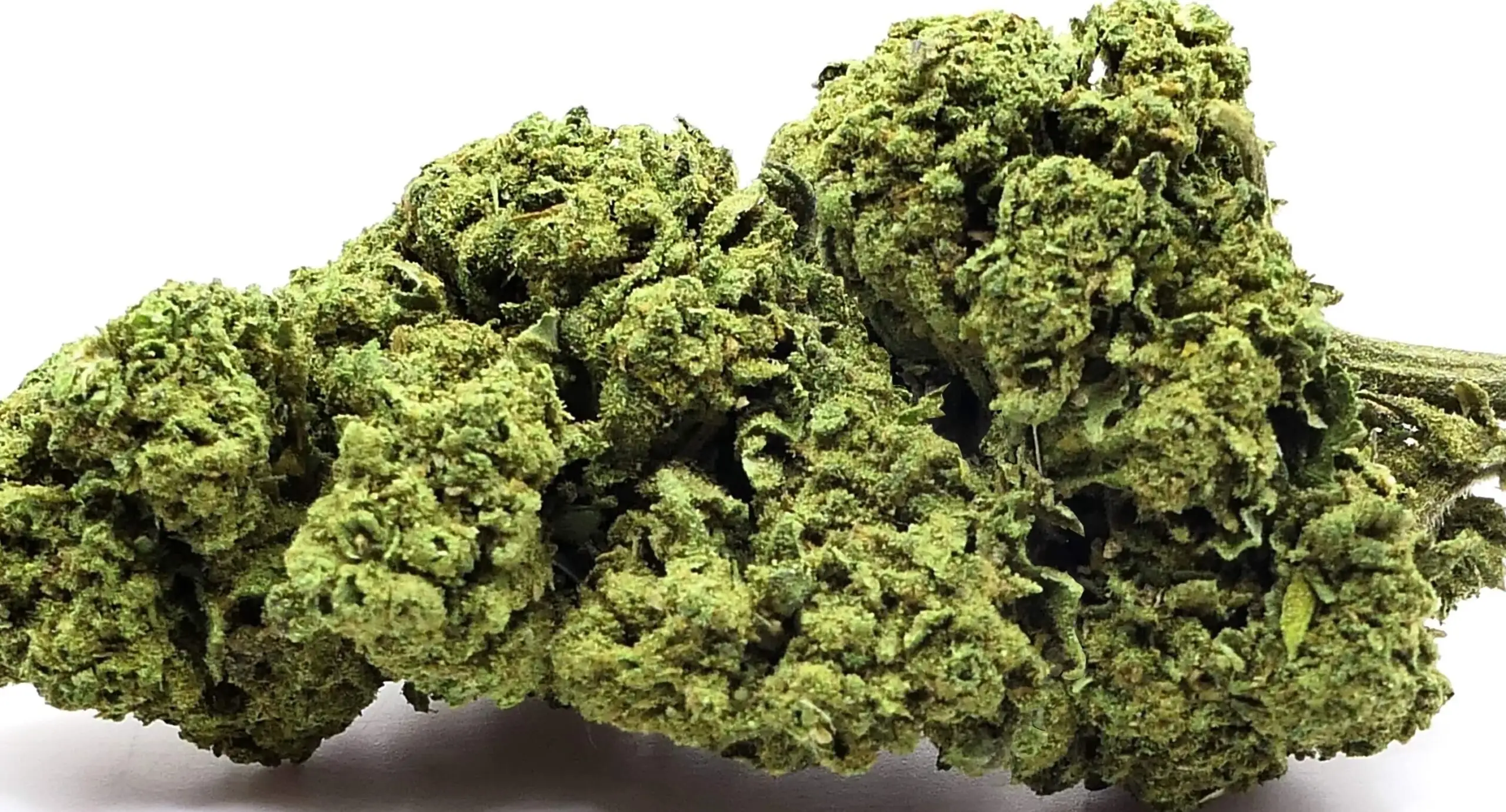 BUBBLEGUM BUBBLEGUM FLEUR DE CBD