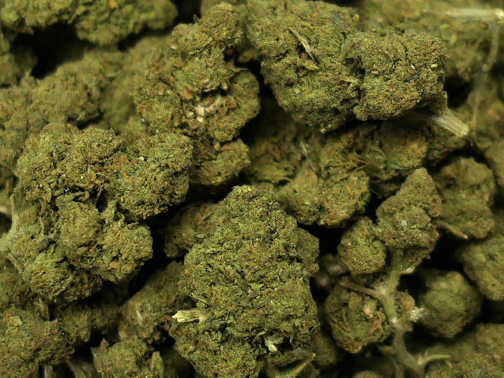 CANNDIESEL CBD-BLOEM