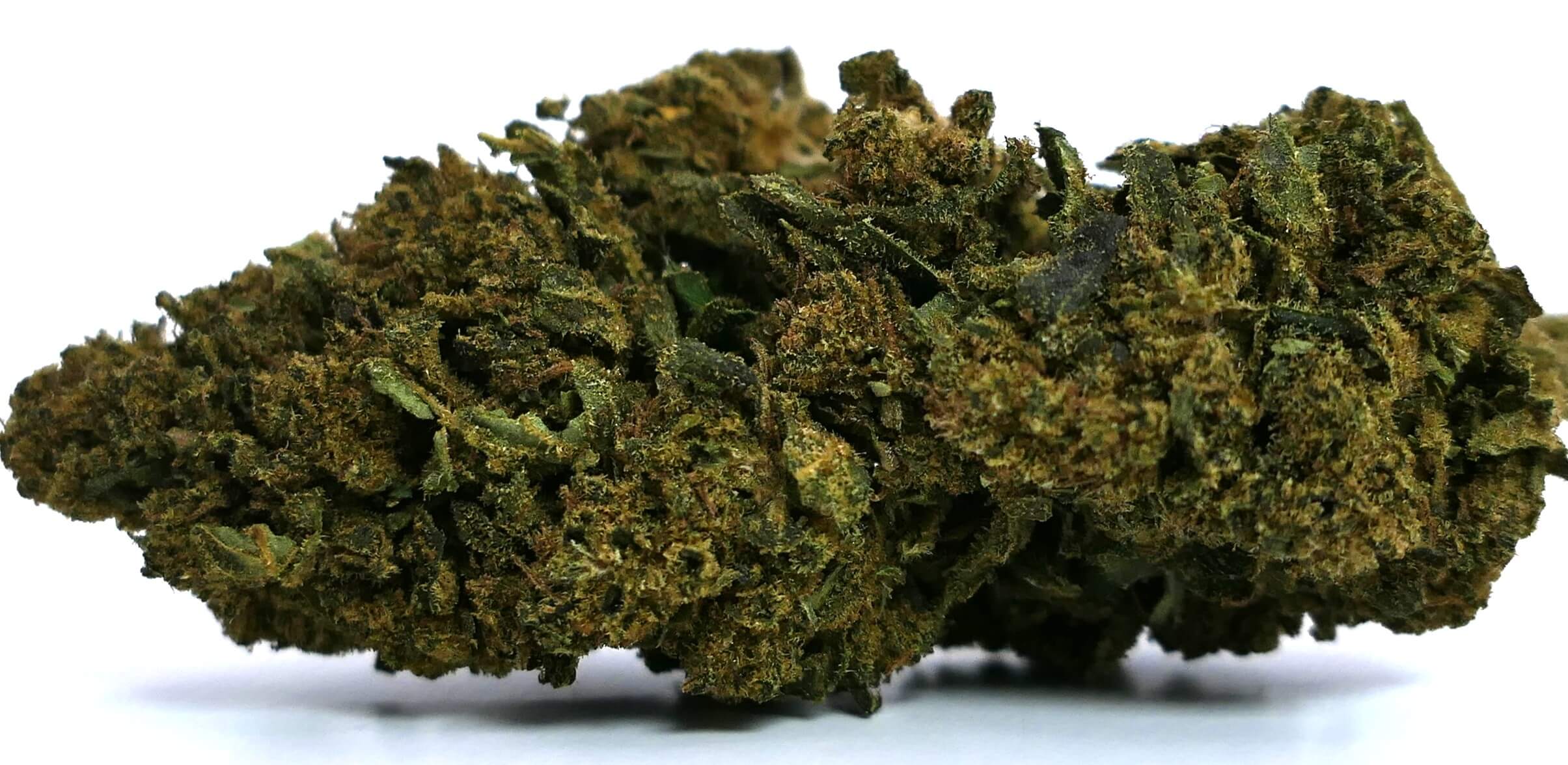 G13 HAZE FLEUR DE CBD