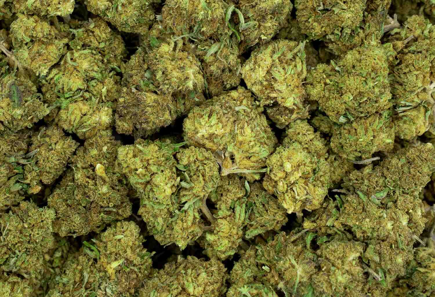 Big skunk Buds CBD