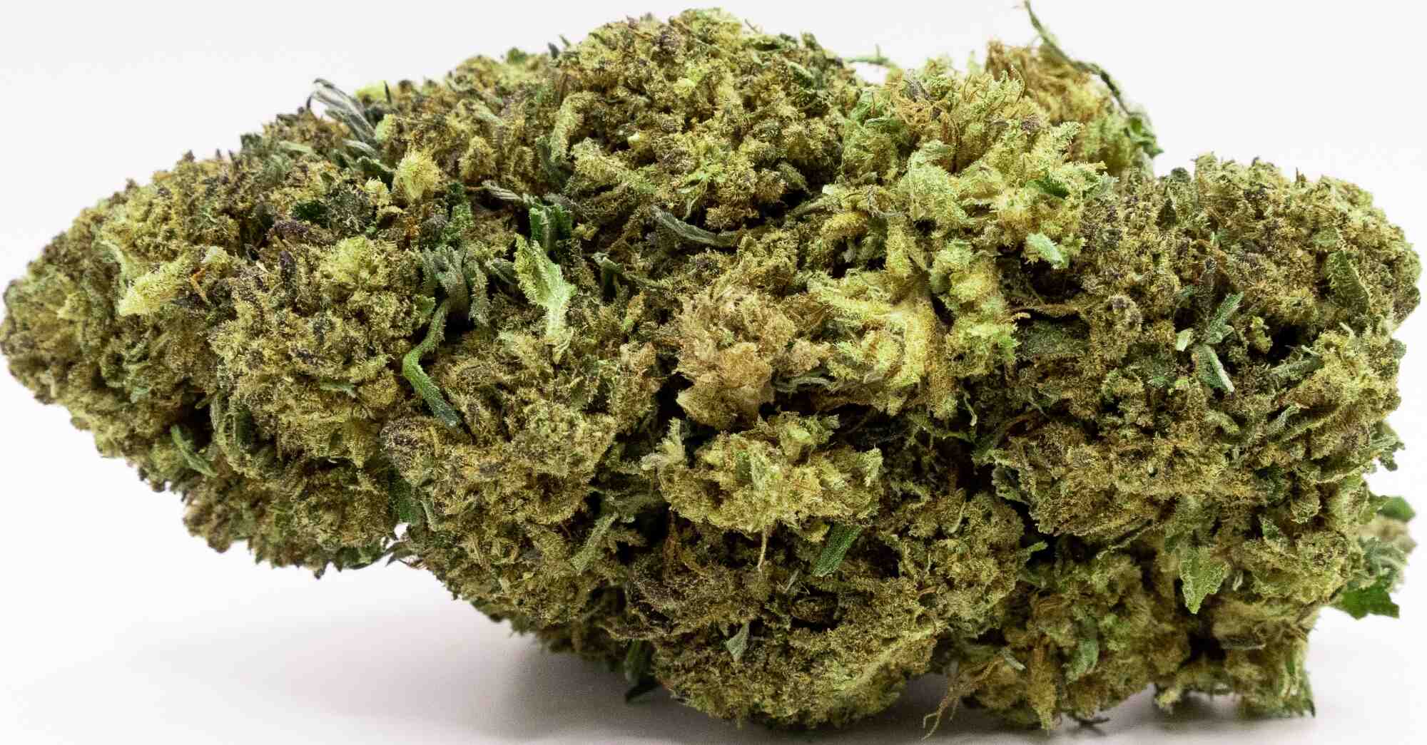Big skunk bud