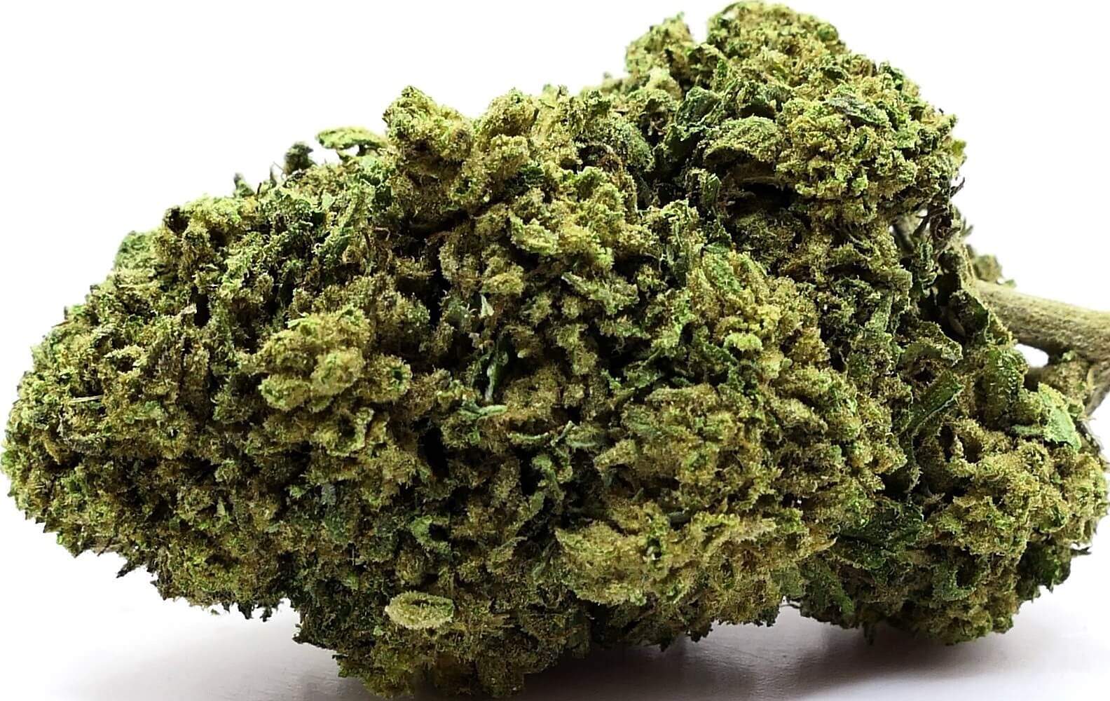 AMNESIA CBD AMNESIA