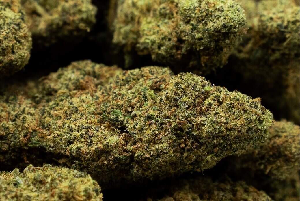 bubblegum gelato cbd-bloem