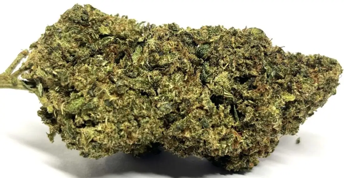 Gorilla King Fleur THCV