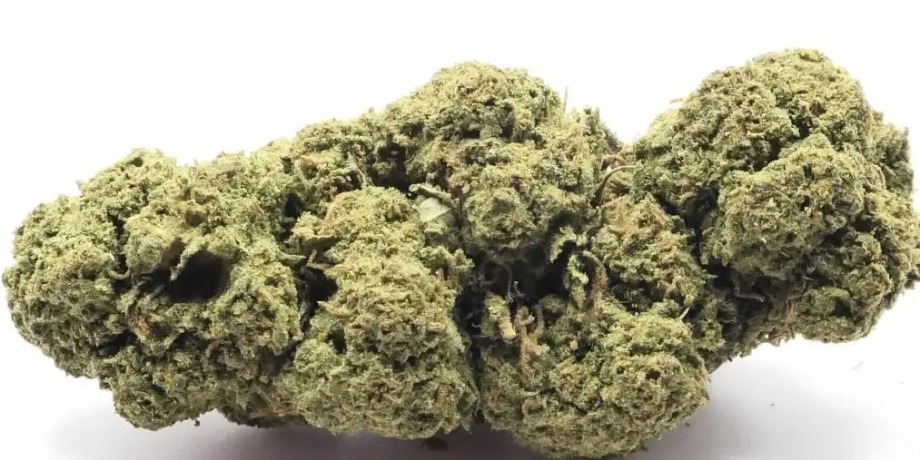 TANGERINE DREAM FLEUR DE CBD TANGERINE DREAM DI CBD