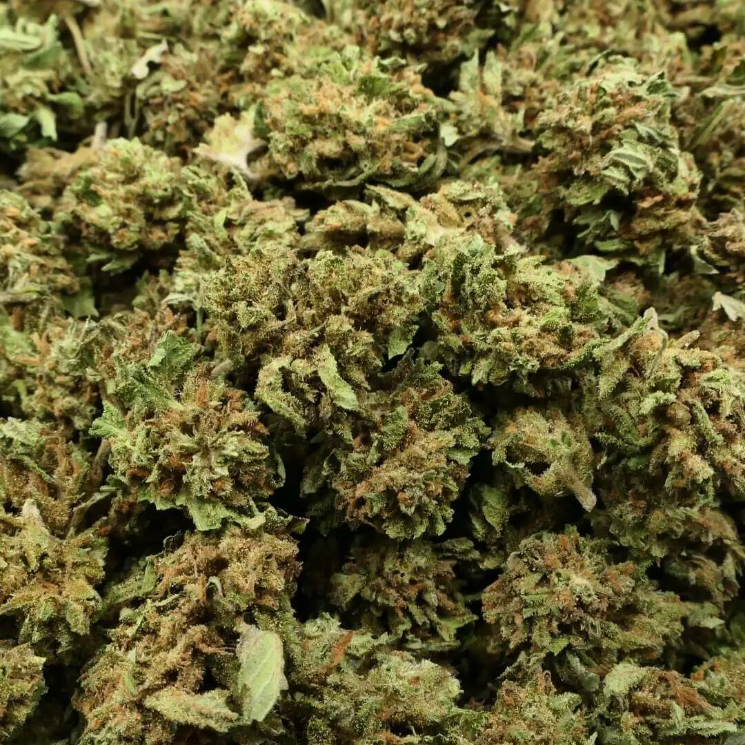 SB COSMIC COOKIES - FLEUR CBD SB COSMIC COOKIES - FLEUR CBD