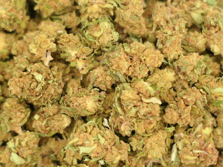 fleurs de CBD supreme amnesia