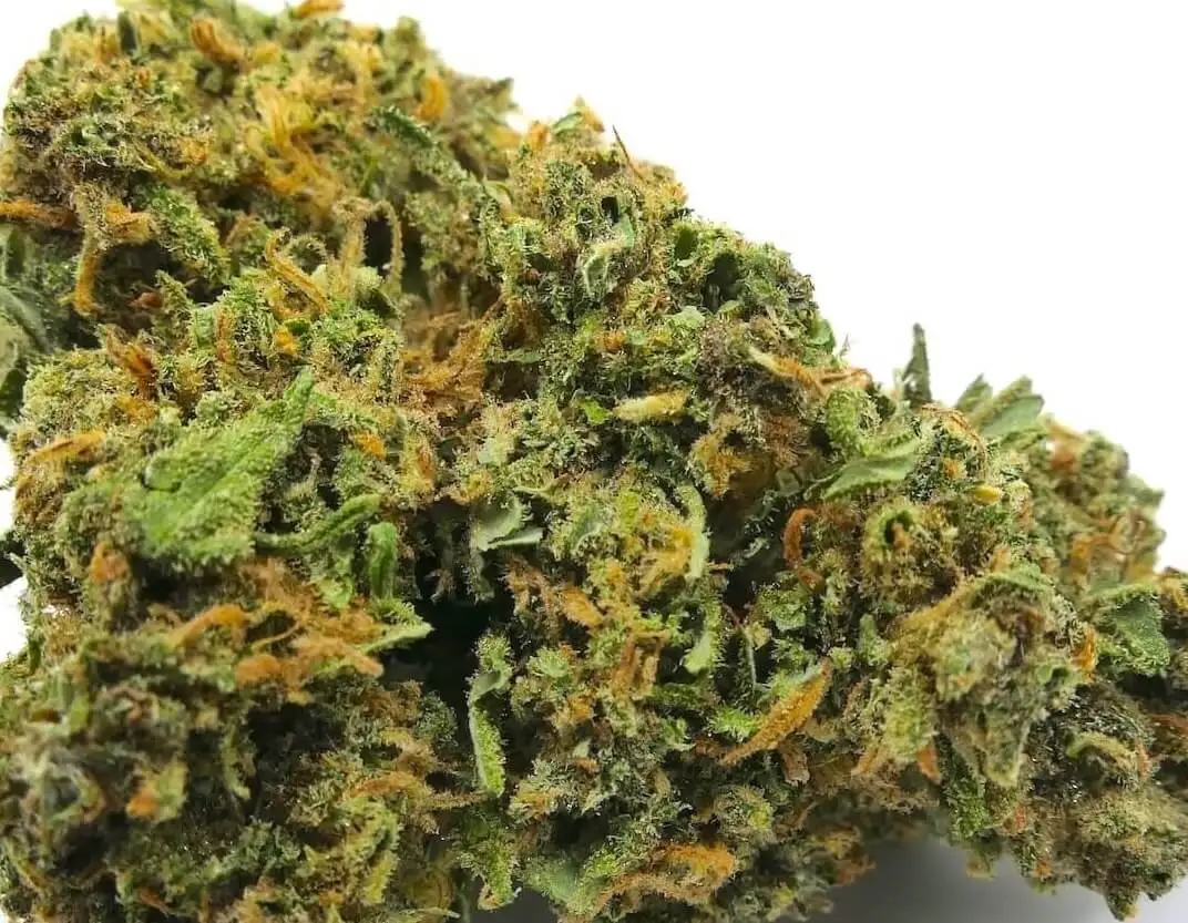 orange kush fleur de cbd